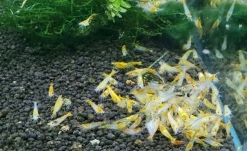Pro Shrimp