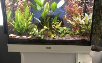 Pro Shrimp