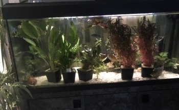 Pro Shrimp