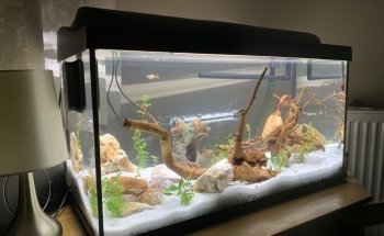 Pro Shrimp