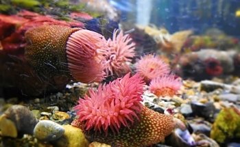Ocean Lab - Sea Trust Wales