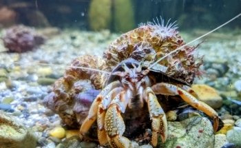 Ocean Lab - Sea Trust Wales
