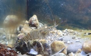 Ocean Lab - Sea Trust Wales