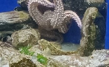 Ocean Lab - Sea Trust Wales