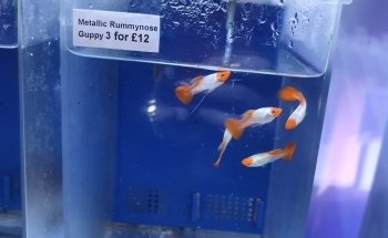 The Aquarium People