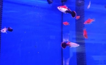 The Aquarium People