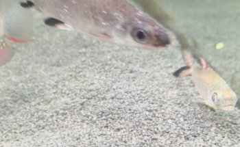 The Aquarium People