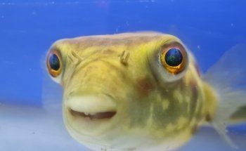 The Aquarium People