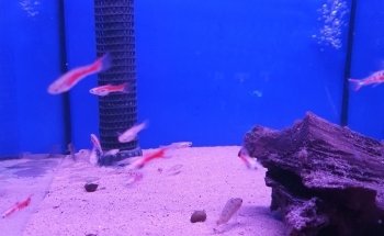 The Aquarium People