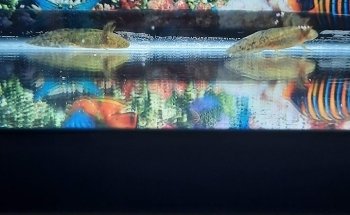 The Aquarium People