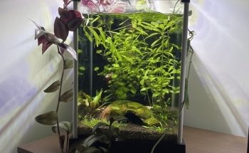The Aquarium People