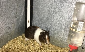 Tienda animales DonCan