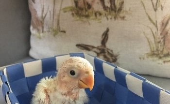 Tienda animales DonCan