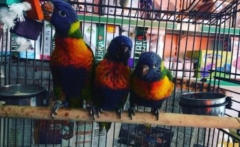 Tienda animales DonCan