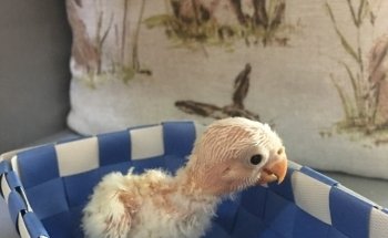 Tienda animales DonCan