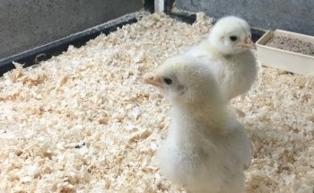 Tienda animales DonCan