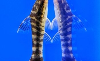 Sweet Knowle Aquatics