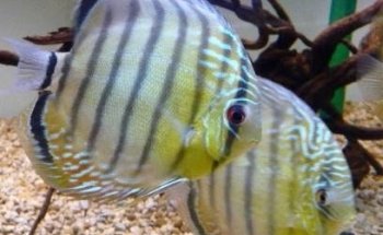 Sweet Knowle Aquatics