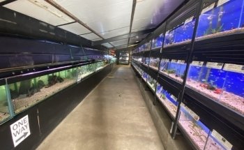 Sweet Knowle Aquatics