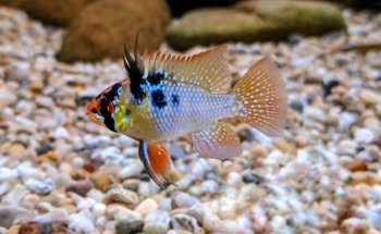Sweet Knowle Aquatics