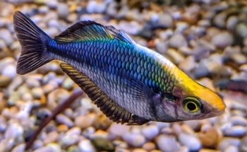 Sweet Knowle Aquatics