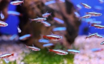 Sweet Knowle Aquatics