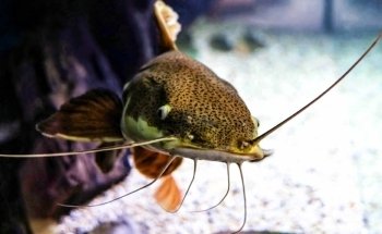 Sweet Knowle Aquatics