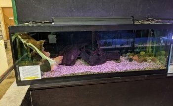 Sweet Knowle Aquatics