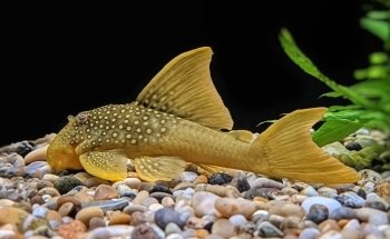 Sweet Knowle Aquatics