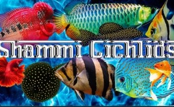 Shammi Cichlids Aquatics