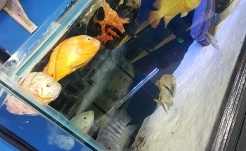Shammi Cichlids Aquatics