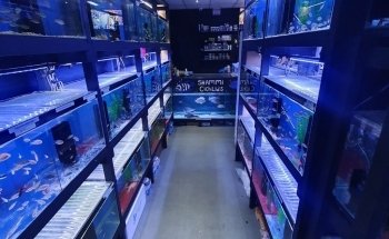 Shammi Cichlids Aquatics
