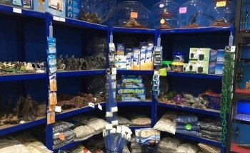Shammi Cichlids Aquatics