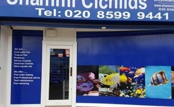 Shammi Cichlids Aquatics