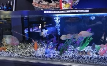 Shammi Cichlids Aquatics