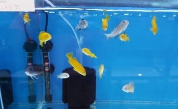 Shammi Cichlids Aquatics