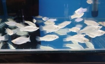 Shammi Cichlids Aquatics