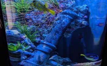 Sharkbait Reef