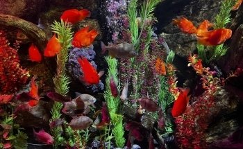 Sharkbait Reef