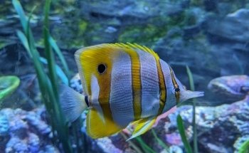 Sharkbait Reef