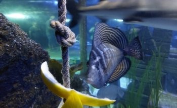 Sharkbait Reef