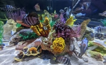 Sharkbait Reef