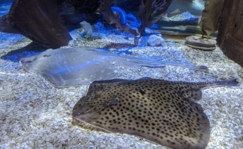 Sharkbait Reef