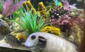 Sharkbait Reef