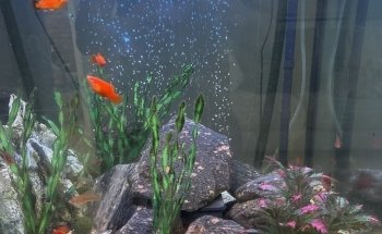 iQuatics