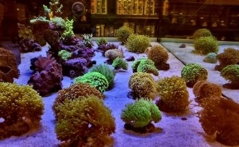 Marine Fish Shop