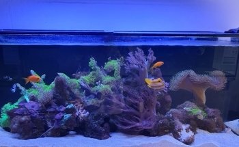 Marine Fish Shop