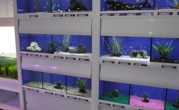 Marine Fish Shop