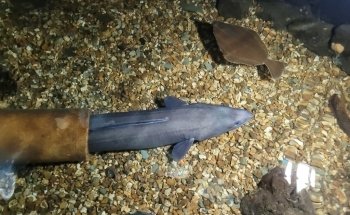 Fowey Aquarium