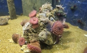 Fowey Aquarium